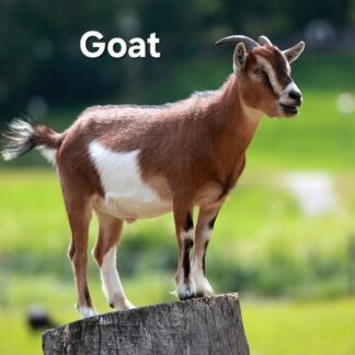 Goat Qurbani