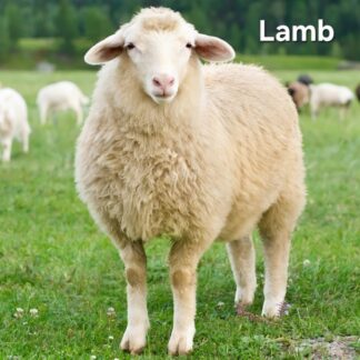 Lamb Qurbani